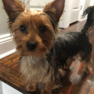 Meet your Posher, Julia